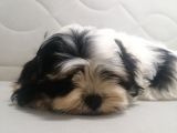 Sıfır Numara Harika Kaliteli Shihtzu