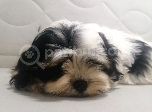 Sıfır Numara Harika Kaliteli Shihtzu görsel