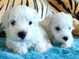 Bembeyaz Maltese Terri̇er 0 Numara