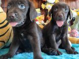 Safkan Si̇yah Ve Çi̇kolata Labrador Yavrularimiz