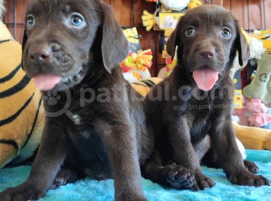 Safkan Si̇yah Ve Çi̇kolata Labrador Yavrularimiz görsel