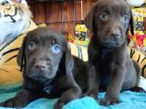 SAFKAN SİYAH VE ÇİKOLATA LABRADOR YAVRULARIMIZ