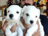 Bembeyaz Maltese Terri̇er 0 Numara