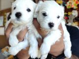 Bembeyaz Maltese Terri̇er 0 Numara