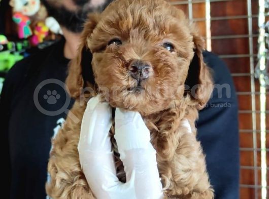 Muhteşem Toy Poodle A Scrli̇ Bebekler  görsel