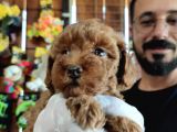 MUHTEŞEM TOY POODLE A SCRLİ BEBEKLER 