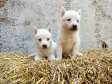 Kar Beyazı Mavi Göz Husky Yavrularımız