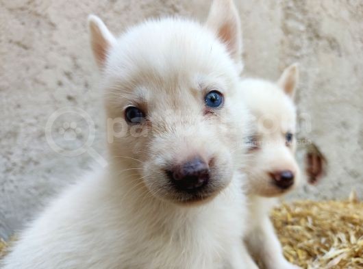 Kar Beyazı Mavi Göz Husky Yavrularımız görsel