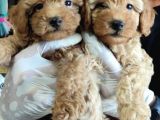 Muhteşem Toy Poodle A Scrli̇ Bebekler 