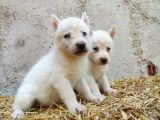 Kar Beyazı Mavi Göz Husky Yavrularımız