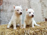 Kar beyazı Mavi göz husky yavrularımız