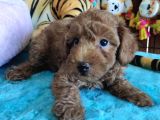 Muhteşem Toy Poodle A Scrli̇ Bebekler 