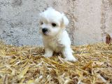 Mini Boy Safkan Maltese Terrier Yavrularımız
