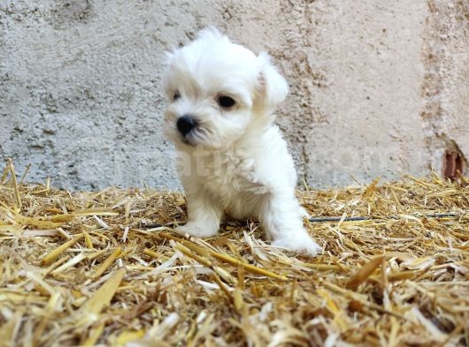 Mini Boy Safkan Maltese Terrier Yavrularımız görsel