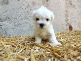 Mini Boy Safkan Maltese Terrier Yavrularımız
