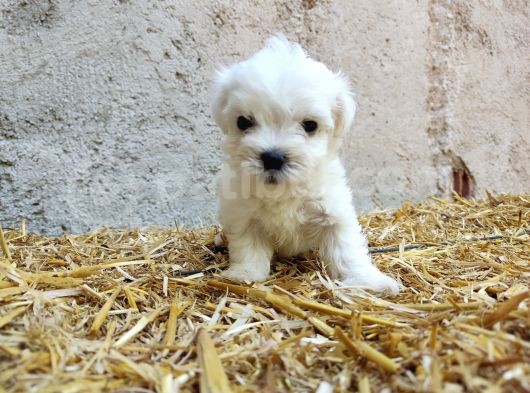 Mini Boy Safkan Maltese Terrier Yavrularımız görsel