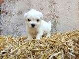 Mini Boy Safkan Maltese Terrier Yavrularımız