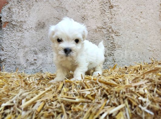 Mini Boy Safkan Maltese Terrier Yavrularımız görsel