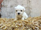 Mini Boy Safkan Maltese Terrier Yavrularımız