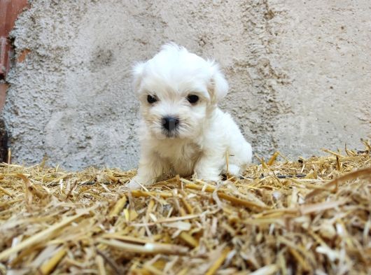 Mini Boy Safkan Maltese Terrier Yavrularımız görsel