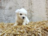 Mini Boy Safkan Maltese Terrier Yavrularımız