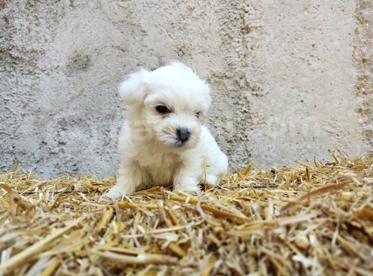 Mini Boy Safkan Maltese Terrier Yavrularımız görsel