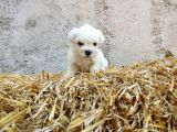 Mini Boy Safkan Maltese Terrier Yavrularımız