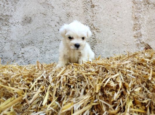 Mini Boy Safkan Maltese Terrier Yavrularımız görsel