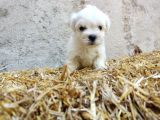 Mini boy Safkan Maltese terrier yavrularımız