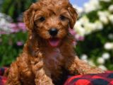 Dark Brown Poodle 