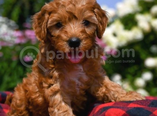 Dark Brown Poodle  görsel