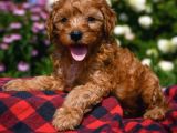 Dark Brown Poodle 