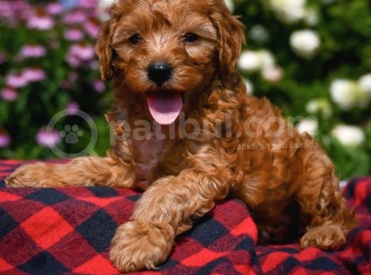 Dark Brown Poodle  görsel