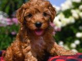 Dark brown poodle 