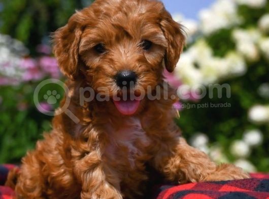 Dark Brown Poodle 
