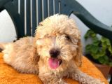 Safkan Irk Garantili  Toy Poodle Yavrularimiz
