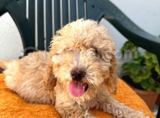 Safkan Irk Garantili  Toy Poodle Yavrularimiz görsel