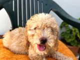 Safkan Irk Garantili  Toy Poodle Yavrularimiz