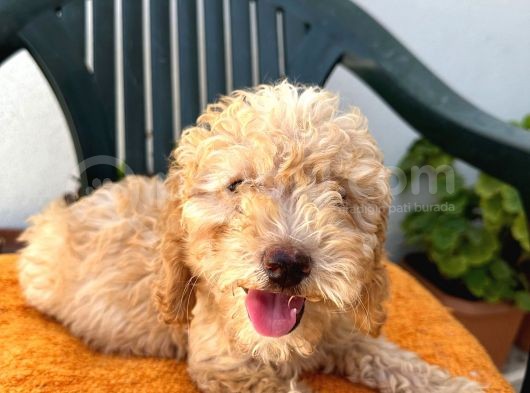 Safkan Irk Garantili  Toy Poodle Yavrularimiz görsel
