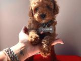 A Kali̇te Red Brown Poodle Yavrularimiz
