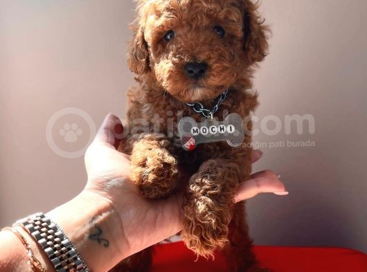 A Kali̇te Red Brown Poodle Yavrularimiz görsel