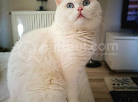 British Sorthair White - Ücretsi̇z Açiklamayi Okuyun görsel