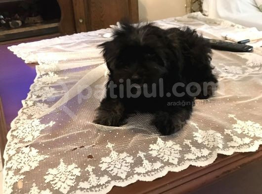 8 Haftalık Maltess Yavruları görsel