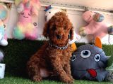 Safkan Toy Poodle Bebekleri̇mi̇z