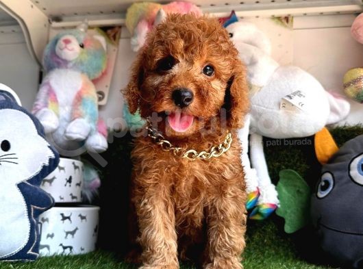 Safkan Toy Poodle Bebekleri̇mi̇z görsel