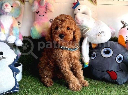 Safkan Toy Poodle Bebekleri̇mi̇z