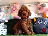 Safkan Toy Poodle Bebekleri̇mi̇z