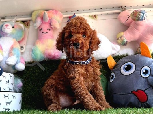 Safkan Toy Poodle Bebekleri̇mi̇z görsel