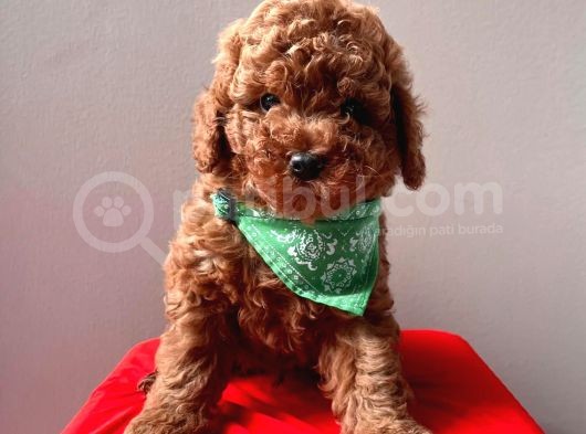 A KALİTE RED BROWN POODLE YAVRULARIMIZ