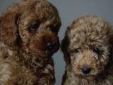 MINYATÜR POODLE